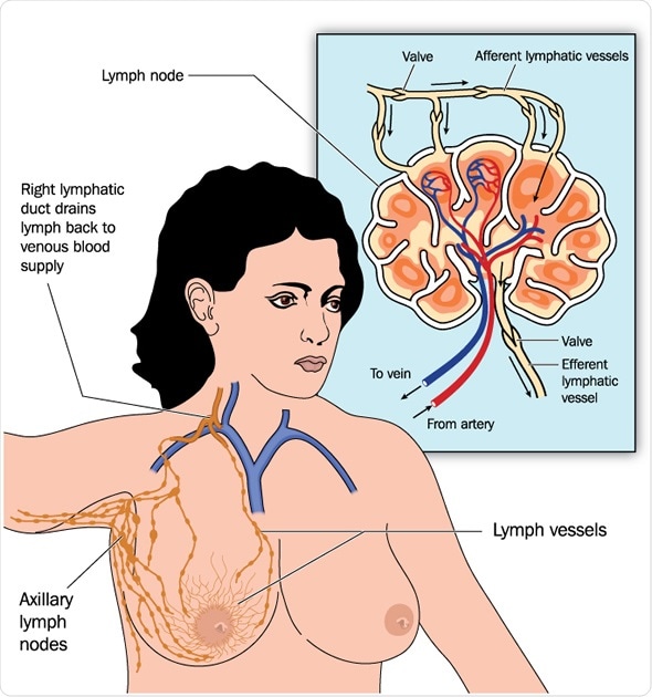 Drawing of female breast lymph drainage - Image Copyright: Blamb / Shutterstock